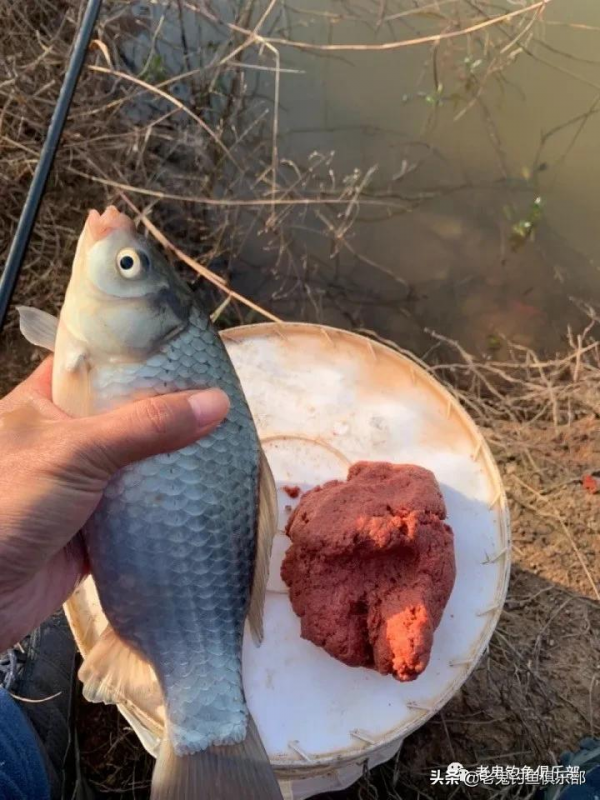 南極磷蝦·拉,不負期待 南極磷蝦·拉,不負期待