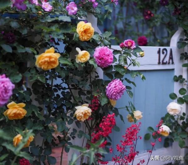 什麼才是人生最幸福的事，2022年我想有個開滿花的院子