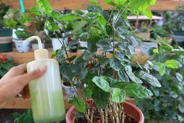 梔子花發財樹很容易黃葉,澆水加上2種“料”,葉片油綠長勢旺 梔子花發財樹很容易黃葉,澆水加上2種“料”,葉片油綠長勢旺
