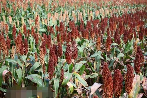 那一片片的高粱地裡,有著農村人的很多秘密,你想知道嗎 那一片片的高粱地裡,有著農村人的很多秘密,你想知道嗎