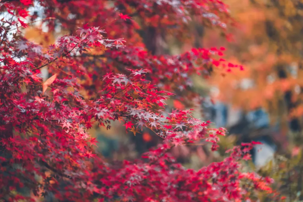 一到秋天，這五座古城就美翻，趕緊去打卡吧