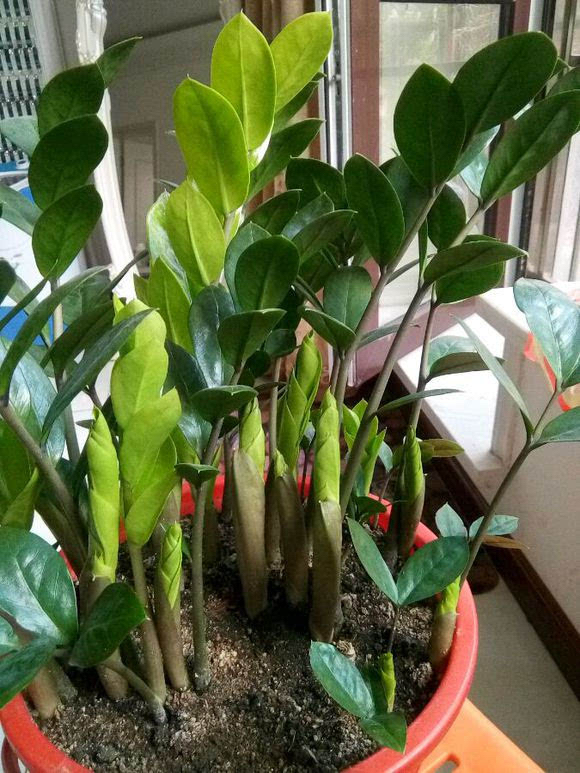 8種“漂亮花”別曬大太陽，一曬就耷拉，客廳不見光，養成綠森林