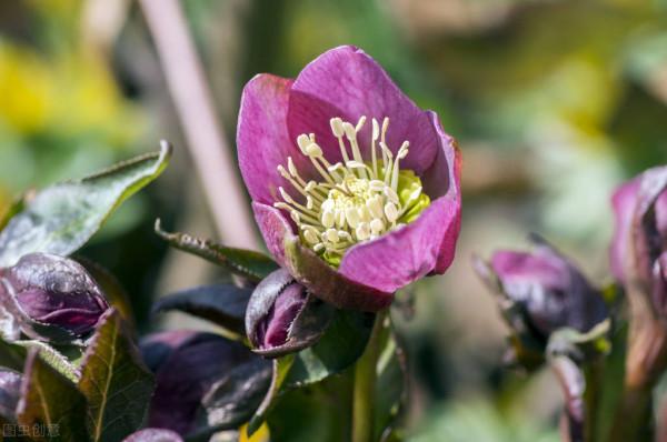 節後再忙，也要去一趟花市，這6種花給錢就賣，適合“撿漏”