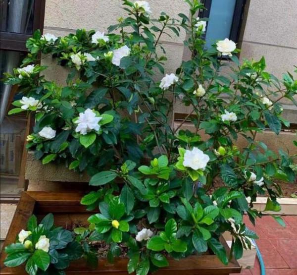 “100種花”適合養在陽臺上，一個比一個好看，還很好養護