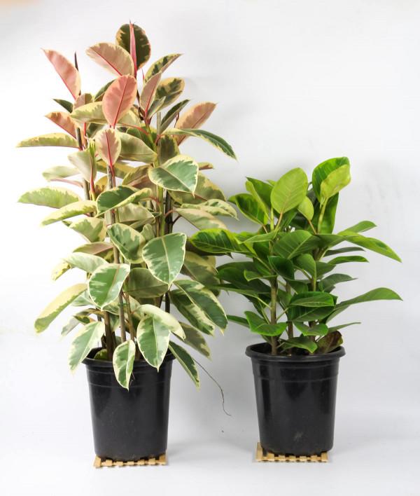 4種“觀葉花”，葉子美得像幅畫，耐陰好養適合新手