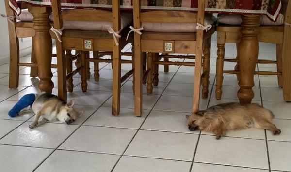 18 只動物找到了他們的好朋友,現在無法與他們分開 18 只動物找到了他們的好朋友,現在無法與他們分開