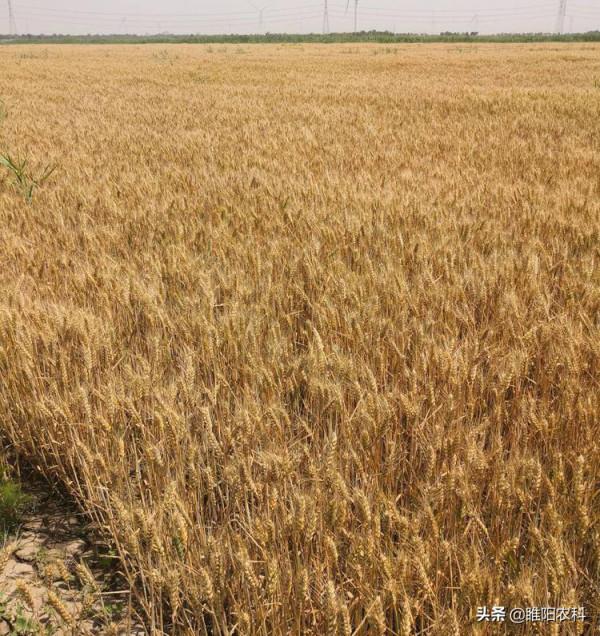 這個小麥新品種,在我國種植面積最大,連續9年全國第一 這個小麥新品種,在我國種植面積最大,連續9年全國第一