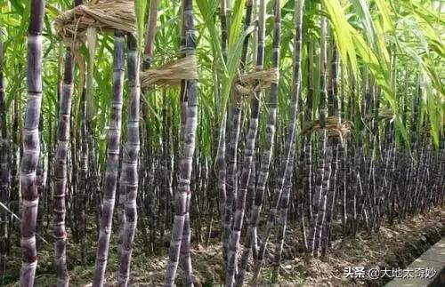 “夏威夷”現狀，帶你看看真實的美國夏威夷州