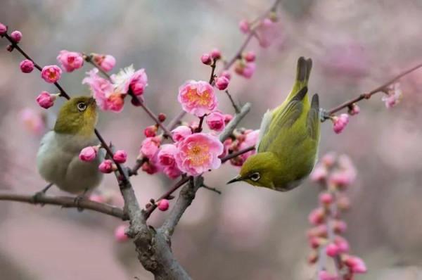 62對愛情鳥大比拼欣賞