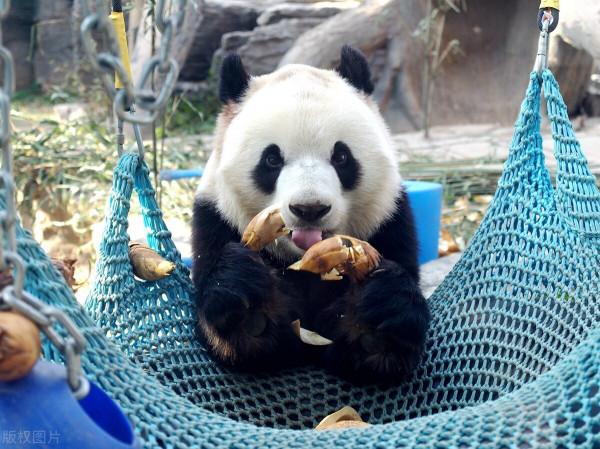 北京動物園大熊貓坐浴缸賣萌逗笑遊客 北京動物園大熊貓坐浴缸賣萌逗笑遊客