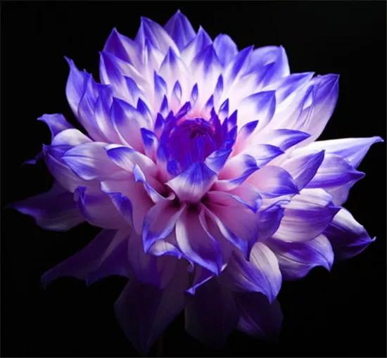 大麗花一一雍容華貴