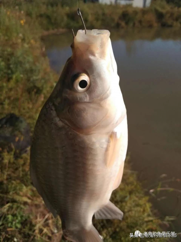 殺坑三角炮釣鯽魚，連竿狂拉