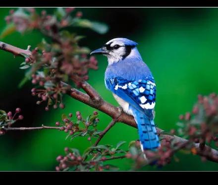 分享圖片：精美絕倫的鳥兒。顏色鮮豔，姿態優美，太招人喜歡了