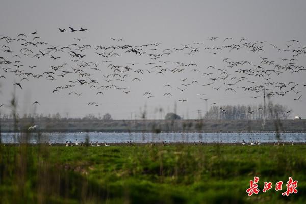 沉湖溼地萬鳥翱翔