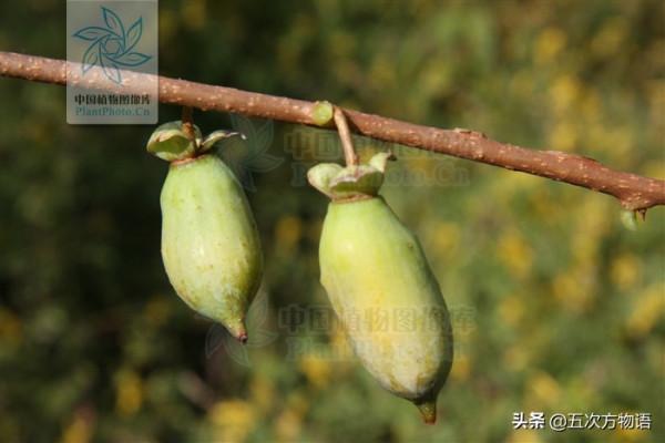 10種東北小“野”果，是不是你的童年回憶？