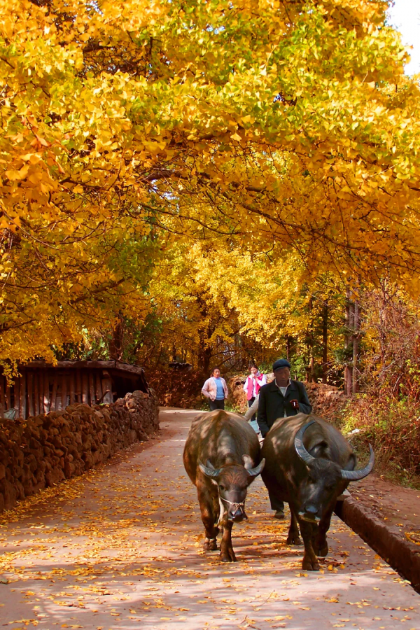 雲南騰衝丨銀杏村“換裝”時節葉正黃
