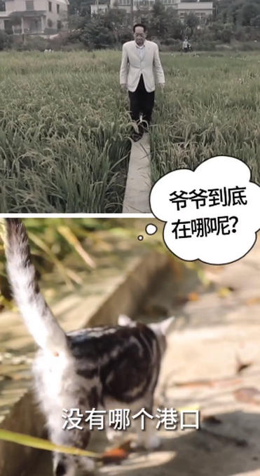 袁隆平的貓還在等他回家!花花長大了,但依舊是稻田的守護者 袁隆平的貓還在等他回家!花花長大了,但依舊是稻田的守護者