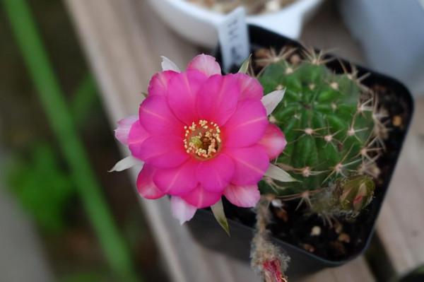 這幾種花不生蟲,養在家裡太省心了,一點藥不用,還長得葉綠花紅 這幾種花不生蟲,養在家裡太省心了,一點藥不用,還長得葉綠花紅