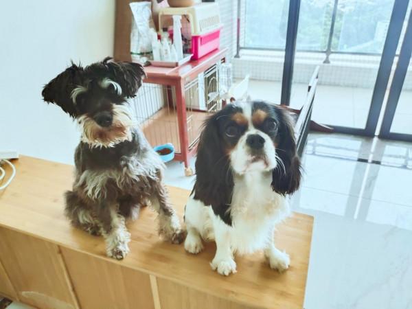 養狗就是早晚要折騰,已回不到從前的寧靜 養狗就是早晚要折騰,已回不到從前的寧靜