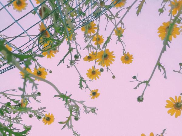 懂得順應局勢,如同黑馬的星座,看上去無慾無求,反而能為贏家 懂得順應局勢,如同黑馬的星座,看上去無慾無求,反而能為贏家