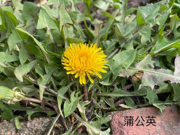 自己動手製作山東小豆腐