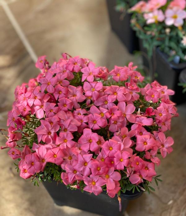 3種&OpenCurlyDoubleQuote;漂亮花&rdquo;，盆越小開花越多，冬天&OpenCurlyDoubleQuote;不怕凍&rdquo;，一個勁開花