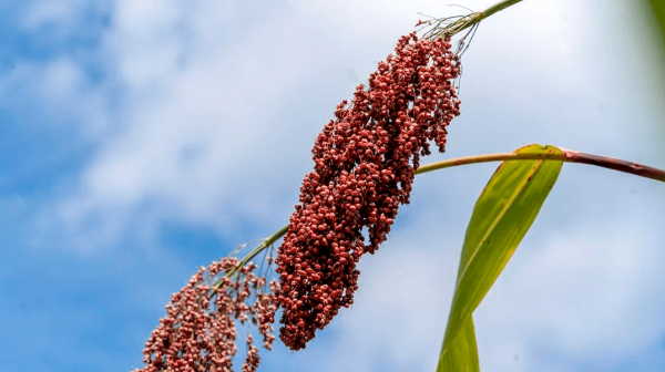 中國3款高性價比白酒,名副其實的純糧好酒,喝過的都是行家 中國3款高性價比白酒,名副其實的純糧好酒,喝過的都是行家