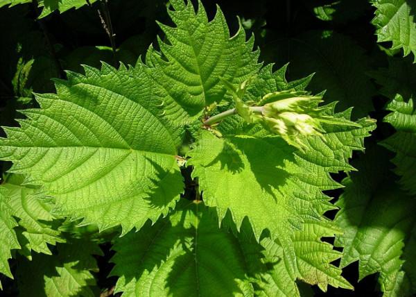 蕁麻：人畜都怕的植物，沒牙齒“咬人”如馬蜂蟄，當野菜吃價值高
