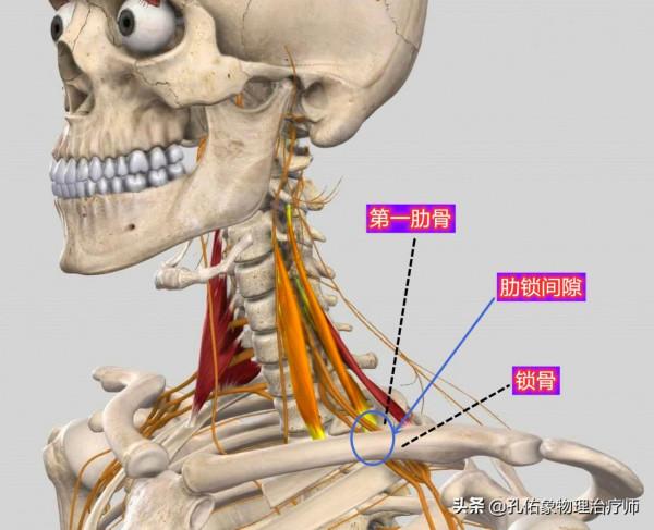肩膀疼痛是咋回事？為啥不是肩周炎？本文告知您原因