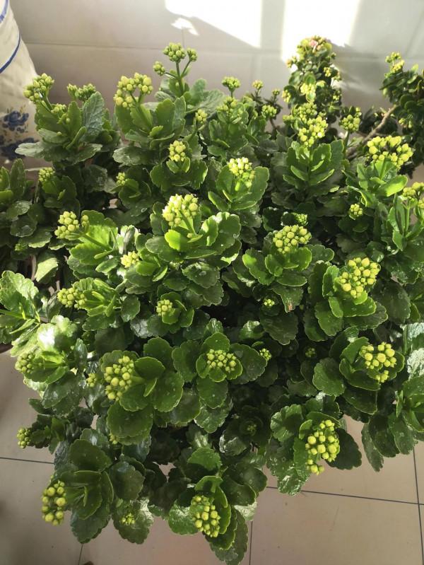 大盆養大花，一株一世界