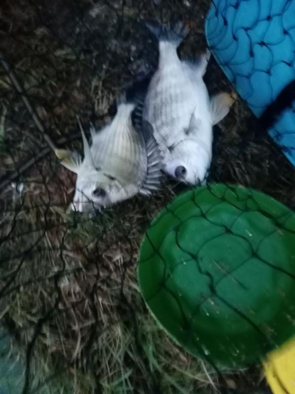 驅趕世間煩惱，釣起水中歡樂