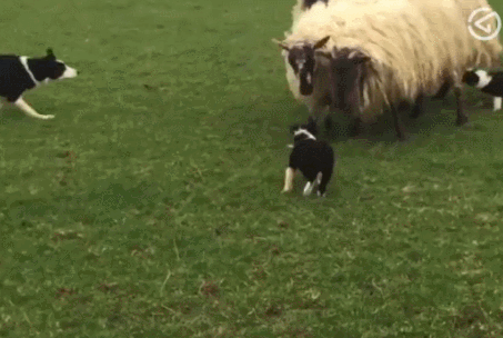如 何 讓 一 只 邊 牧 失 去 尊 嚴 如 何 讓 一 只 邊 牧 失 去 尊 嚴