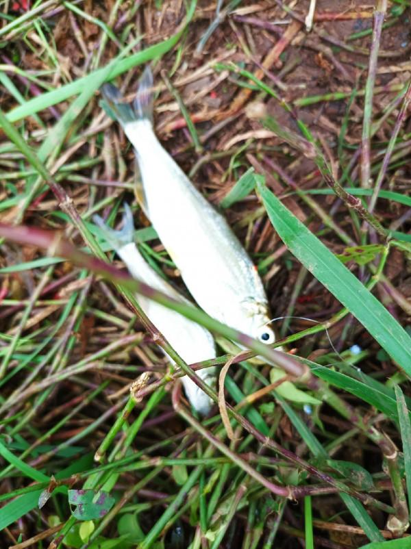 沒有大板鯽，結果被當做免費的供血泵