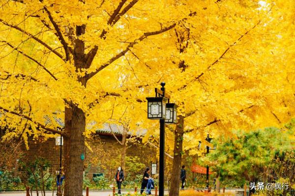 再有半個月，北京將迎來最美的季節，12個銀杏寶藏地，附機位攻略