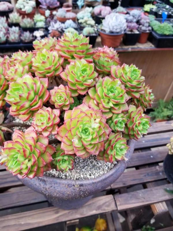 入秋一盆水，休眠的花“醒了”，猛長大花苞