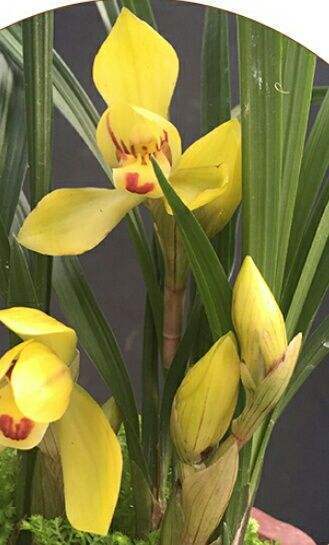 在家中養蘭花，這4個要點一定要知道