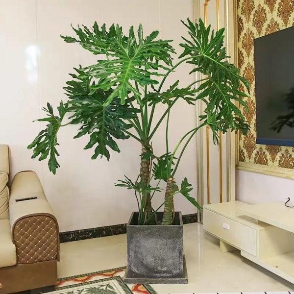 今年流行的“網紅花”,家裡養一盆,大氣又吉利 今年流行的“網紅花”,家裡養一盆,大氣又吉利