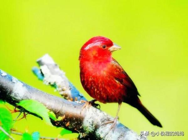極品紅色鳥&mdash;&mdash;酒紅朱雀