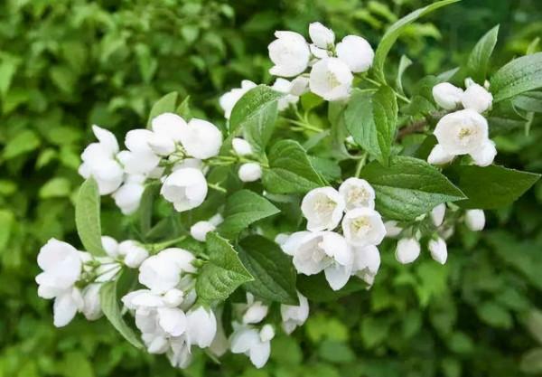 6種香味花卉,家裡養一盆,比噴了香水還好聞 6種香味花卉,家裡養一盆,比噴了香水還好聞