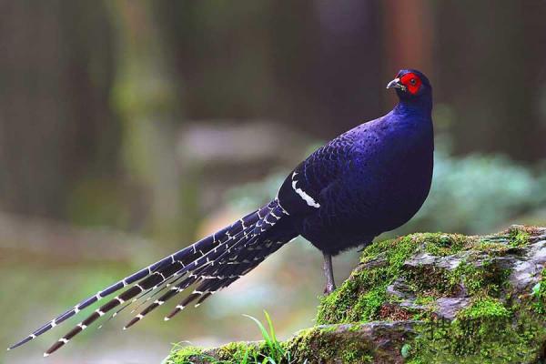 東江攬勝:收集常見鳥類圖譜之陸禽篇,攝鳥人自留地,建議收藏 東江攬勝:收集常見鳥類圖譜之陸禽篇,攝鳥人自留地,建議收藏