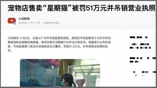 我免費領養的品種貓，只活了9天