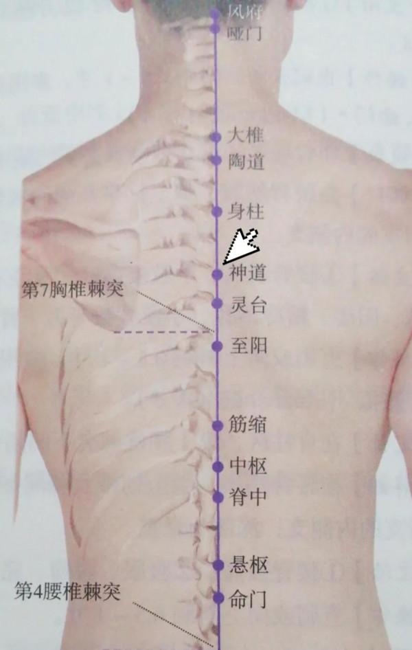 每日一穴——神道穴