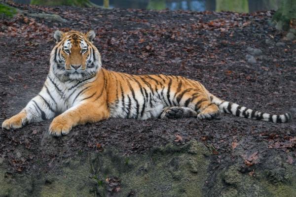 &OpenCurlyDoubleQuote;虎虎生威&rdquo;