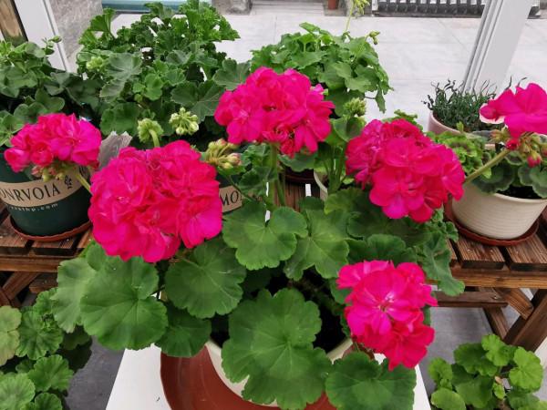 陽臺還有地方的，養盆&OpenCurlyDoubleQuote;重彩詩人&rdquo;吧，美麗又喜慶，四季有花開