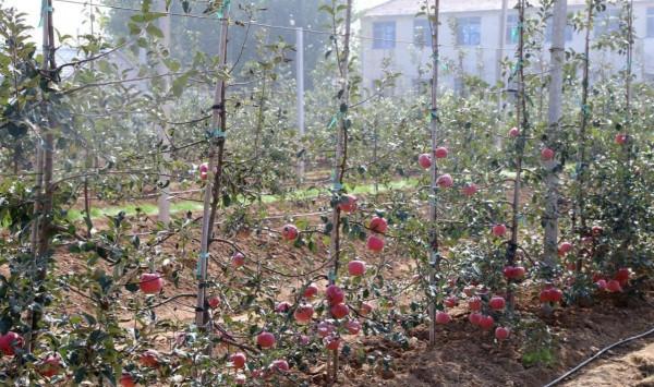 蘋果一套一摘一年損耗1000多億,山東果農免套袋增產20%,咋實現 蘋果一套一摘一年損耗1000多億,山東果農免套袋增產20%,咋實現