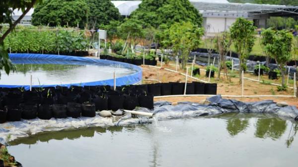 投入2000萬苦研“魚菜共生”,只為讓更多人平價吃到頂級食材 投入2000萬苦研“魚菜共生”,只為讓更多人平價吃到頂級食材