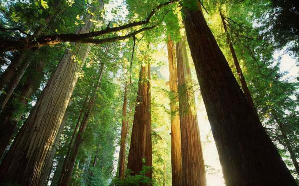 凡事都有正反兩面性而柚木也一樣