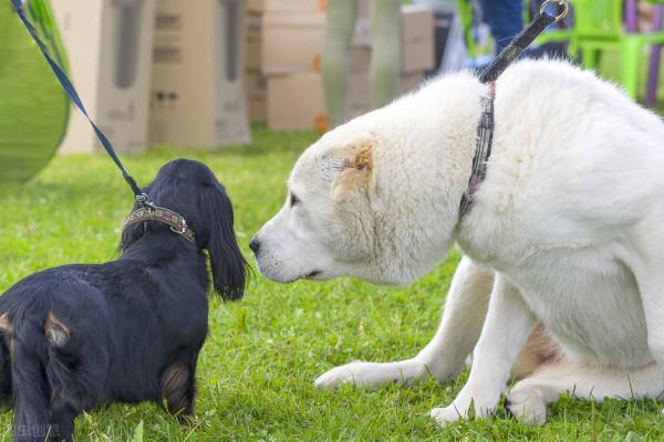 流浪狗幼崽被好心人收養,在第一次餵食雞蛋的時候,它流淚了 流浪狗幼崽被好心人收養,在第一次餵食雞蛋的時候,它流淚了