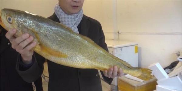 浙江漁民捕獲7斤重野生大黃魚,價格或達數萬,為啥能賣這麼貴? 浙江漁民捕獲7斤重野生大黃魚,價格或達數萬,為啥能賣這麼貴?