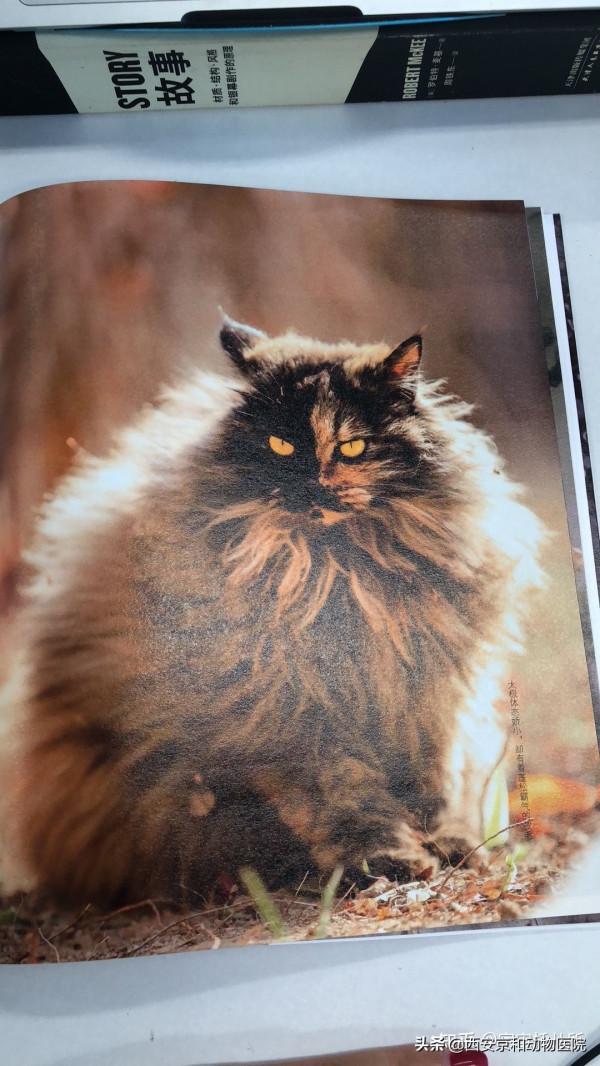 你見過最有氣勢的貓長什麼樣子? 你見過最有氣勢的貓長什麼樣子?